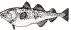 Pacific Cod