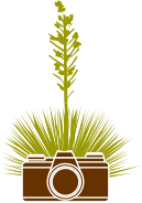 Logo for Marcos Casiano Photography